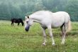 white horses on a field