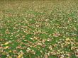 grass covered with orange leaves