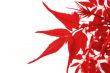 Red leaves