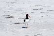 Florida Shore bird