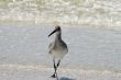 Florida Shore bird