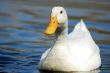 White Snow Goose Bird