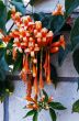 Orange Bignonia Flowers