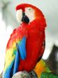 Scarlet Red Macaw Bird