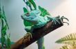 Green lizard