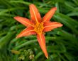Orange lily