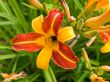 Orange lily