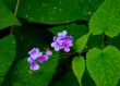Forget-me-not