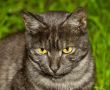 Black cat