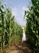Young woman gathering maize in the cornfield