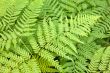 Fern background