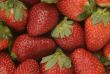 berries