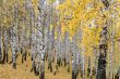 autumn birch forest