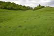 trees on slope of hill