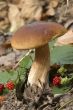 mushrooms