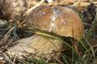 mushrooms