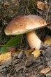 mushrooms