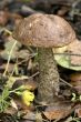 mushrooms
