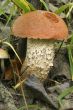 mushrooms