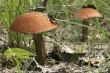 mushrooms
