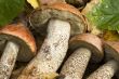 mushrooms