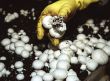 mushrooms growing in artificial conditions