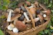 basket with mushrooms