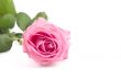 pink rose