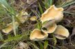 mushrooms