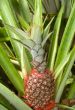 Growing pineapple