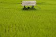 Rice field in Laos