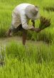 Work on the paddy-field in Asia
