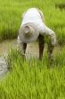 Work on the paddy-field in Asia