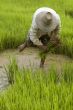 Work on the paddy-field in Asia