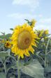 amazing sunflower and blue sky background