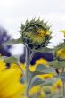 amazing sunflower