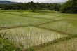 Rice field in Laos