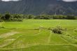 Rice field in Laos