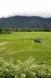 Rice field in Laos