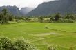 Rice field in Laos