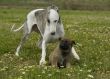 greyhound and puppy shepherd