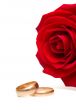 wedding rings and rose