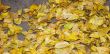 yellow foliage