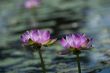 pink water lilies