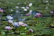 lily pond
