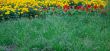 Summer lawn with a green grass