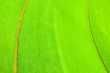 Grass.