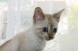Kitten