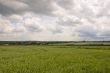 Wheat field