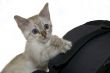 Kitten
